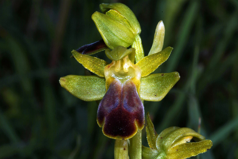 Ophrys fusca 18-05-10